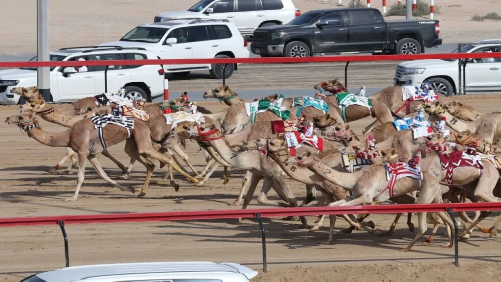 تتويج مستحق.. سبأ تحصد كأس ولي عهد دبي للإيذاع بمهرجان الهجن